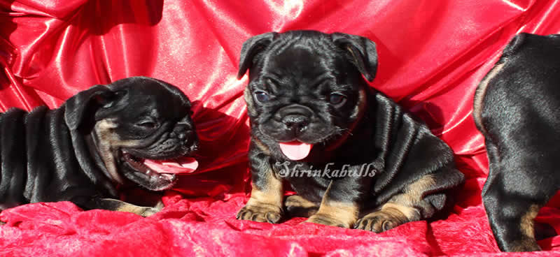 Cute French Bulldog Puppies FOR SALE
